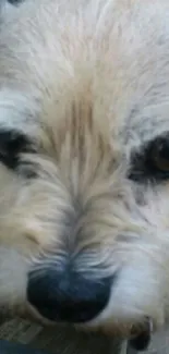 Charming close-up of a fluffy puppy's face, showcasing its expressive eyes.