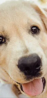 Close-up image of a cute puppy with a joyful expression.