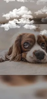 Puppy lounging with fluffy clouds overhead.