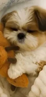Adorable puppy snuggling a teddy bear in a cozy blanket.