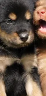 Close-up of adorable puppies cuddling, showcasing cute expressions.