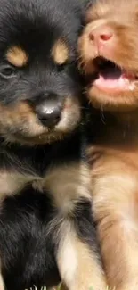 Two adorable puppies cuddling on grass, one black, one brown.