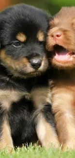 Two adorable puppies sitting on green grass, with one yawning playfully.