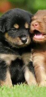 Cute duo of puppies playing on a green grass background.