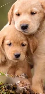 Two cuddly Labrador puppies in a natural setting.