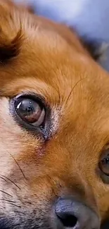 Close-up of a puppy's face with soft brown fur.