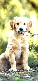 Golden retriever with stick in sunlit forest.