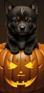 Cute puppy on a glowing jack-o'-lantern, perfect for Halloween wallpaper.