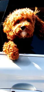 Adorable brown puppy looking out of car window.