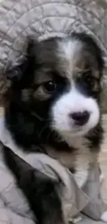 Cute puppy in a cozy gray costume with a stylish hat.