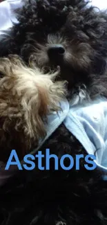 Fluffy puppy in blue sweater, laying comfortably.