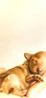 Adorable puppy sleeping in a gentle hand with a soft beige background.