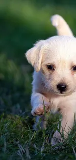 Cute puppy running through green grass in sunlight, ideal for dog lovers.