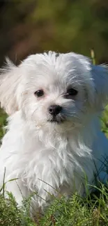 Fluffy white puppy sitting in green grass.