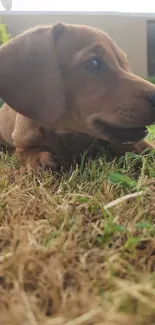 Cute puppy lying on grass with a curious expression.