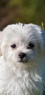 Adorable white puppy sitting in a lush green field.