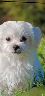 Adorable white puppy in green field, perfect for mobile wallpaper.