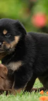 Adorable puppy playing in a vibrant green field.