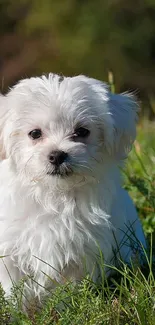 Adorable white puppy sitting in a vibrant green field.