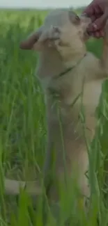 Adorable puppy standing in green field with a person's hand.