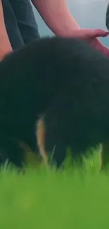 Fluffy black puppy playing in green field with blue sky background.