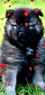 Fluffy puppy sitting on grass in vibrant green field.