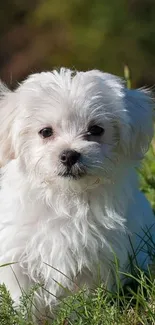 Cute white puppy sitting on green grass in a field, looking adorable.