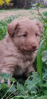 Adorable brown puppy sitting in lush green grass.