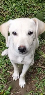 White puppy sitting on green grass looking upward.