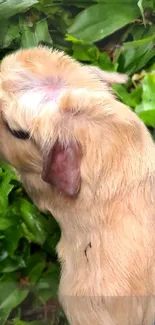 Adorable puppy surrounded by green leaves.