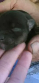 Newborn puppy gently held in hands, showcasing its tiny size.