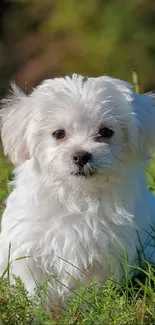 Fluffy white puppy sitting in lush green grass.