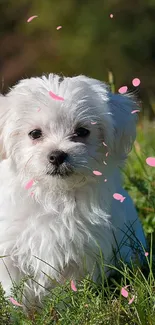 Fluffy white puppy sitting in sunny meadow.