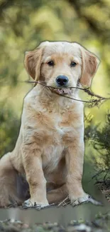 Cute golden retriever puppy sitting in a lush forest setting.