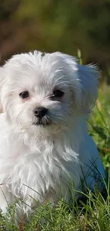 Adorable fluffy white puppy in green grass outdoor setting.