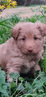 Adorable puppy sitting in lush green field with tiny yellow flowers.