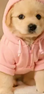 Cute puppy in a pink hoodie looking adorable.