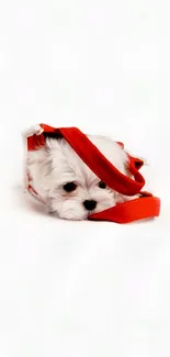 Cute white puppy in a red bag mobile wallpaper.