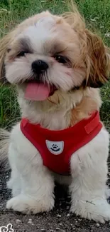 Adorable Shih Tzu puppy wearing a red harness sitting on the grass.