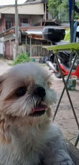 Adorable fluffy puppy in a rustic outdoor setting, perfect for mobile wallpaper.