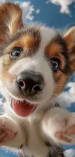 Adorable puppy against a bright blue sky with fluffy clouds.