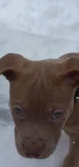 Adorable brown puppy walking in snow background.