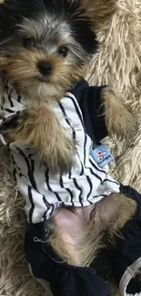 Cute puppy in a striped outfit lying on a fluffy beige carpet.