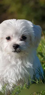 Adorable fluffy puppy on grassy field