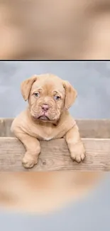 Cute brown puppy in a wooden crate looking adorably curious.