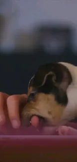 Adorable puppy licking a person's hand in a warm, cozy setting.