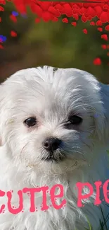 Adorable fluffy white puppy with a red heart background.