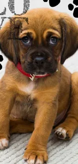 Cute brown puppy with 'Love' text on a white background.