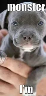 Cute gray puppy meme with the text 'monster I'm NOT'.