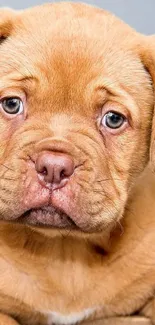 Adorable brown puppy with soulful eyes.